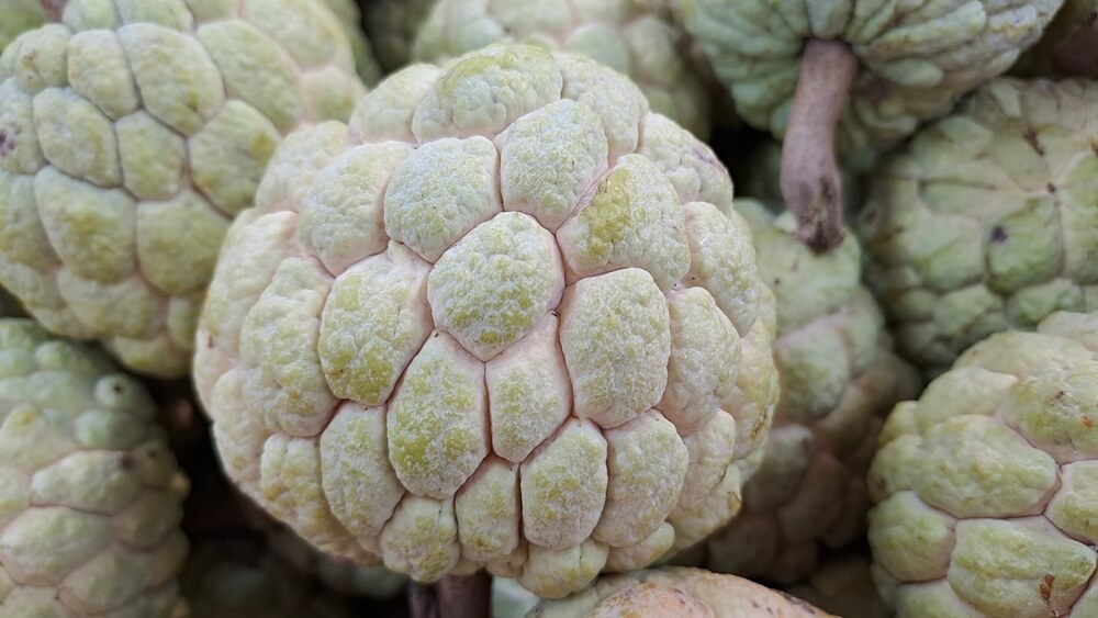 photo-of-a-beautiful-custard-apple-fruit