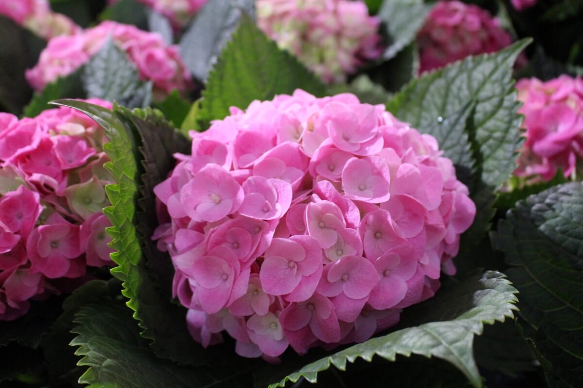 pink-hydrangea-flowers