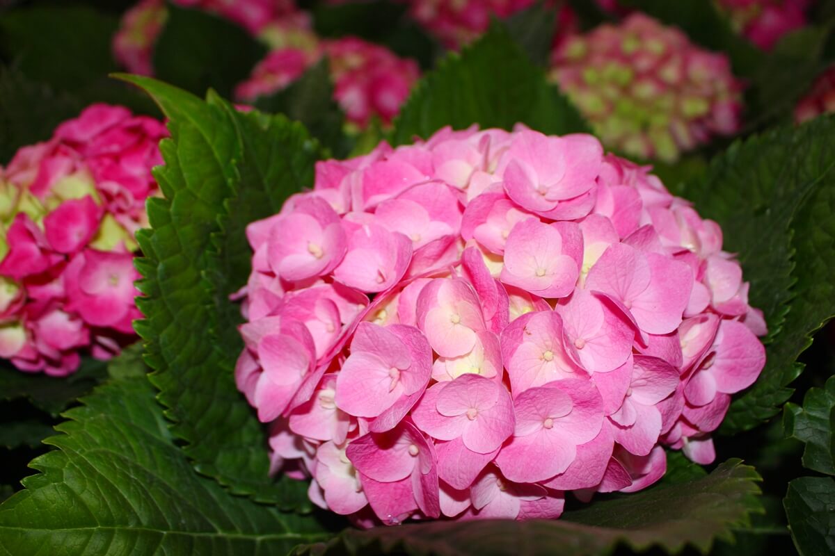 pink-hydrangea-flowers-03