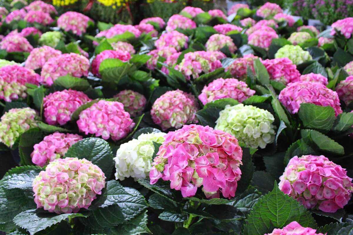 pink-hydrangea-flowers-02