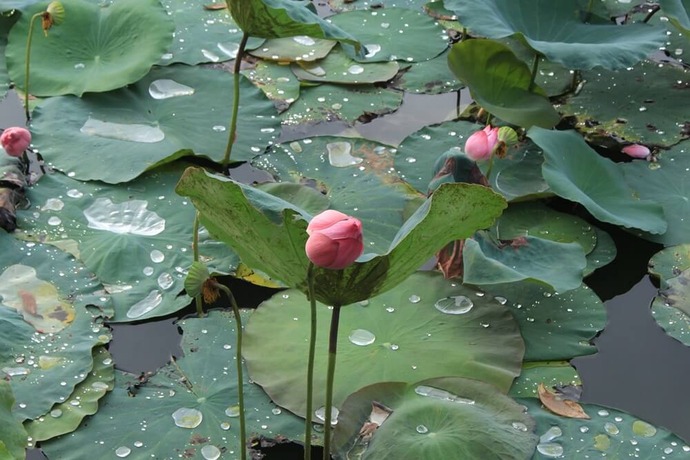 photo-of-lotus-flowers-and-leaves