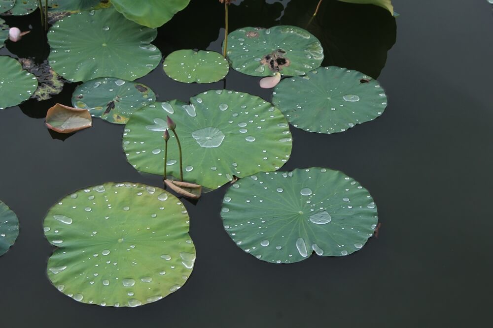 photo-of-lotus-flowers-and-leaves-05