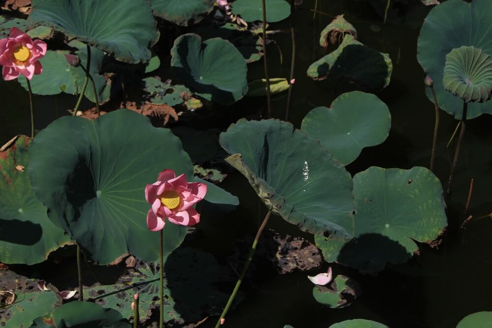 photo-of-lotus-flowers-and-leaves-07