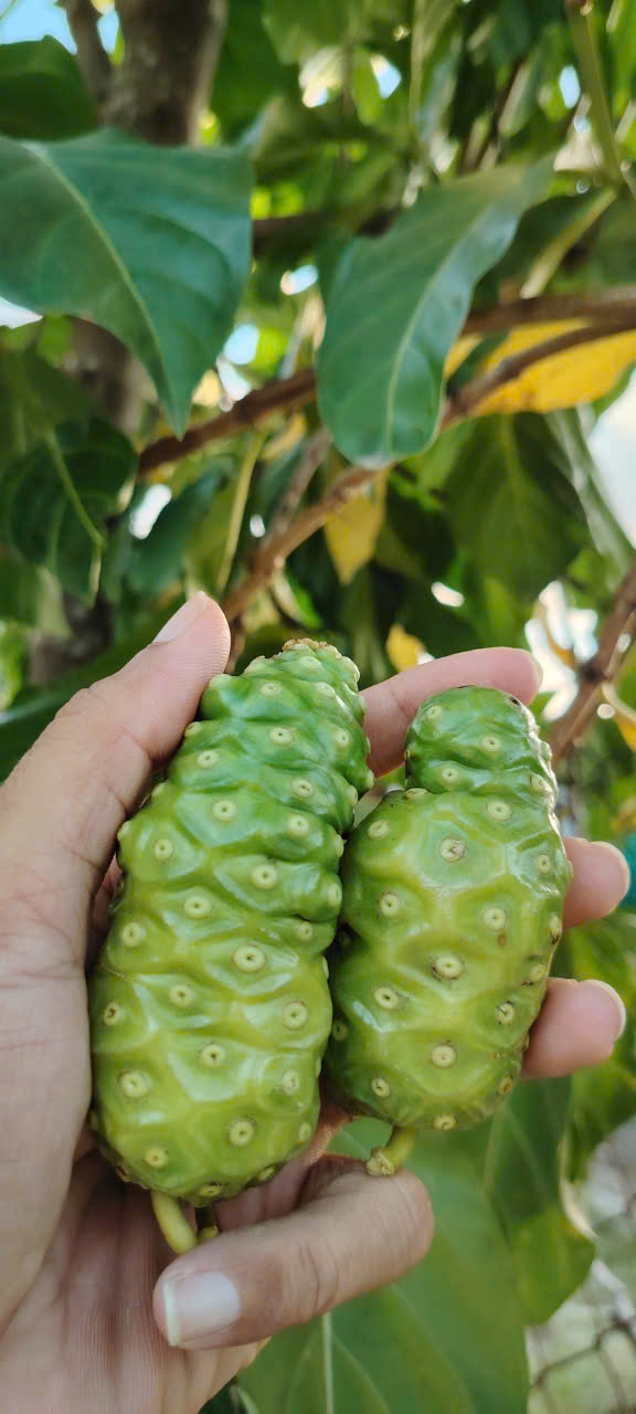 2-noni-fruits-hold-in-hand