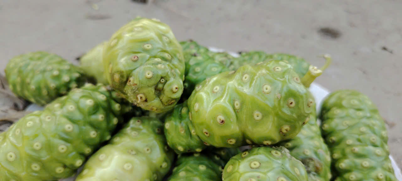 fresh-noni-fruit-photo-in-horizon