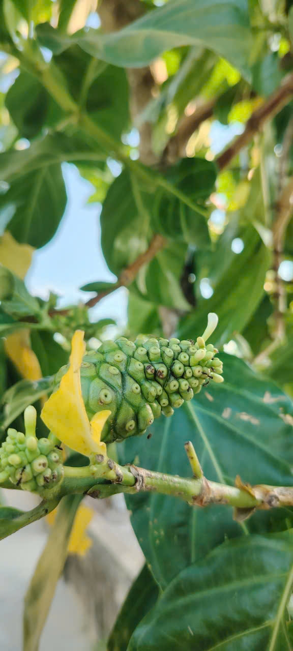 noni-fruit-still-on-the-tree