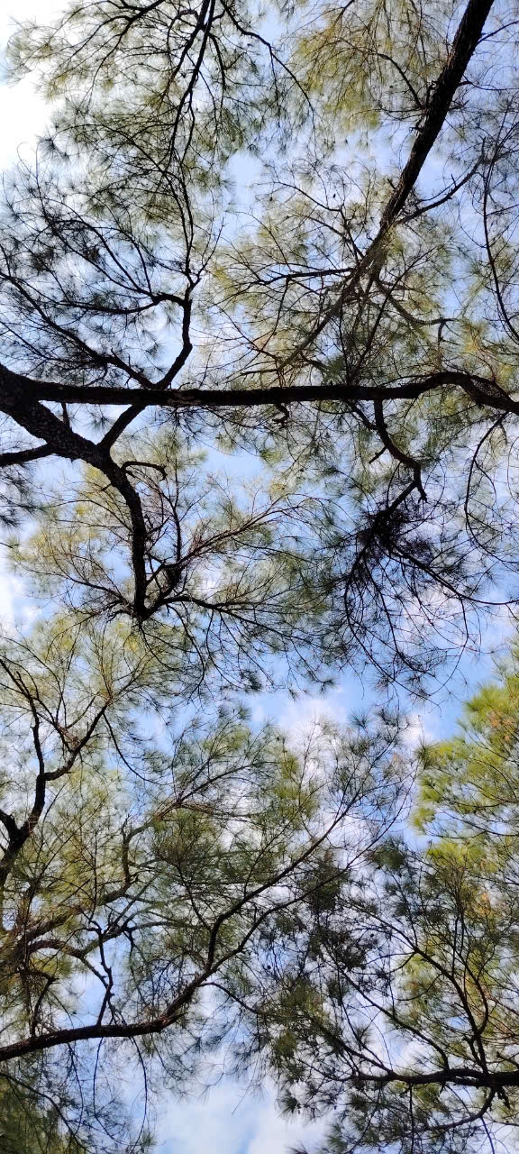 pine-tree-leaves-opposite-side