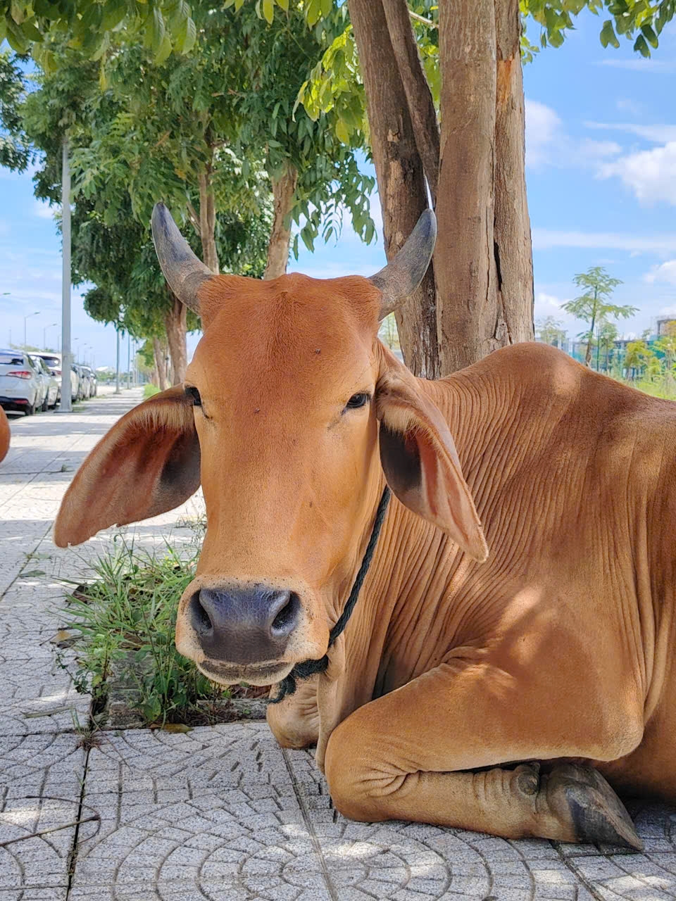 cow-is-resting