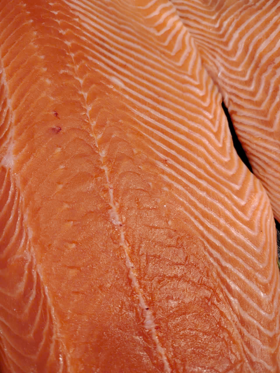 salmon-meat